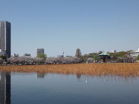 上野に内見行ってきました。